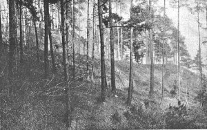 fot. grodziska w Chrostowej z 1926 r.
